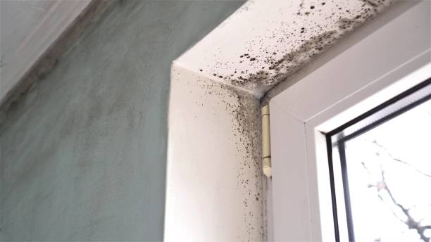 Certified Mold Removal in Thermalito, CA