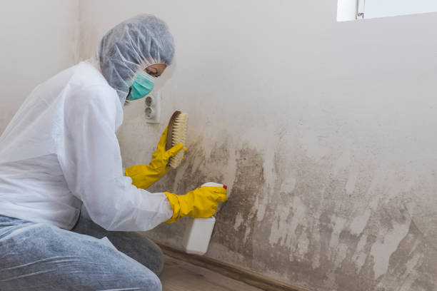 Best Office Mold Removal Services  in Thermalito, CA