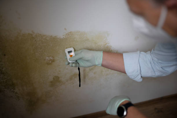 Best Local Mold Removal Service  in Thermalito, CA