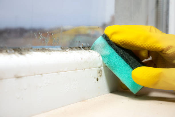 Best Commercial Mold Removal  in Thermalito, CA