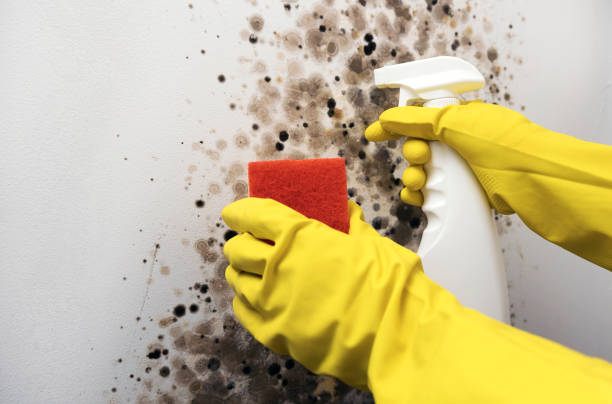 Best Office Mold Removal Services  in Thermalito, CA