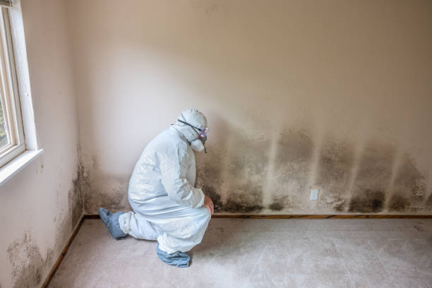 Best Certified Mold Removal  in Thermalito, CA