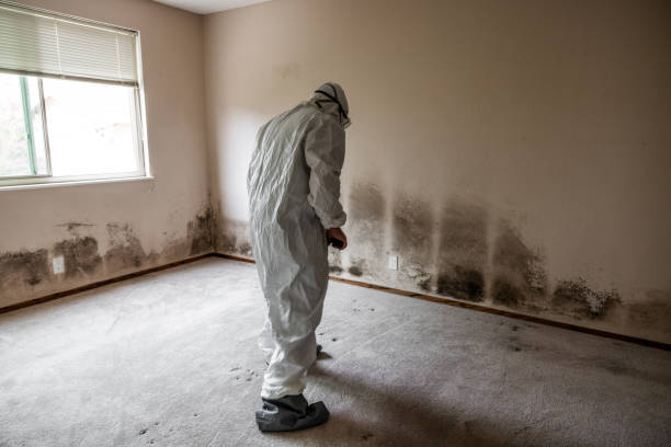Best Residential Mold Removal  in Thermalito, CA