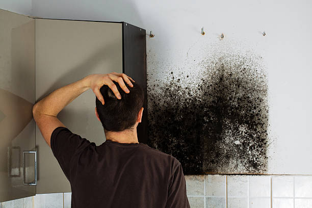 Best Professional Mold Removal  in Thermalito, CA