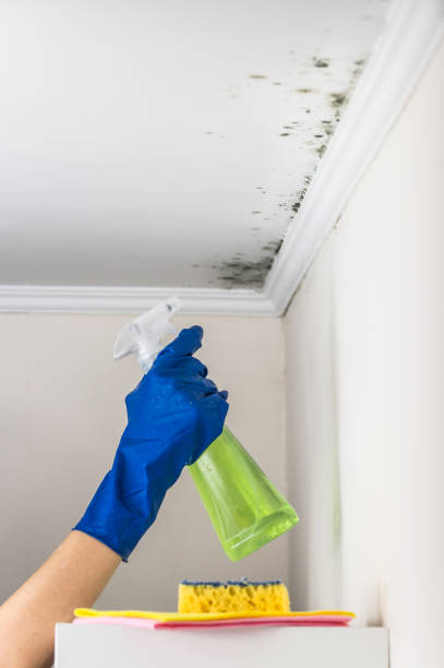 Best Mold Damage Repair  in Thermalito, CA