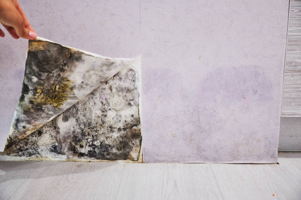 Best Toxic Mold Removal  in Thermalito, CA